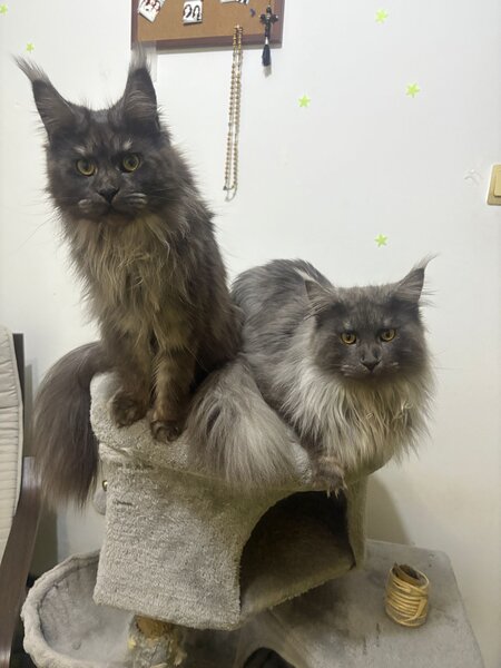 Maine coon