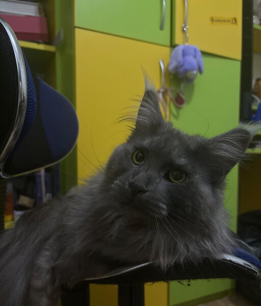 Maine coon