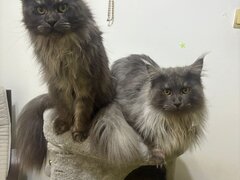Maine coon
