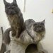 Maine coon