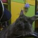 Maine coon